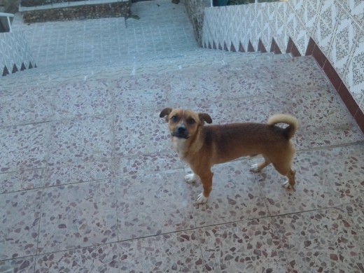 Me llamo NICO,mis nuevos amitos me recogieron de la calle,y me bautizaron con el nombre de NICO yo los quiero mucho,y a la tropa que tengo de colegas en la familia,ahunque soy muy trasto y algunas veces mi amita me llama la atencion.